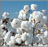 pmex-products-cotton